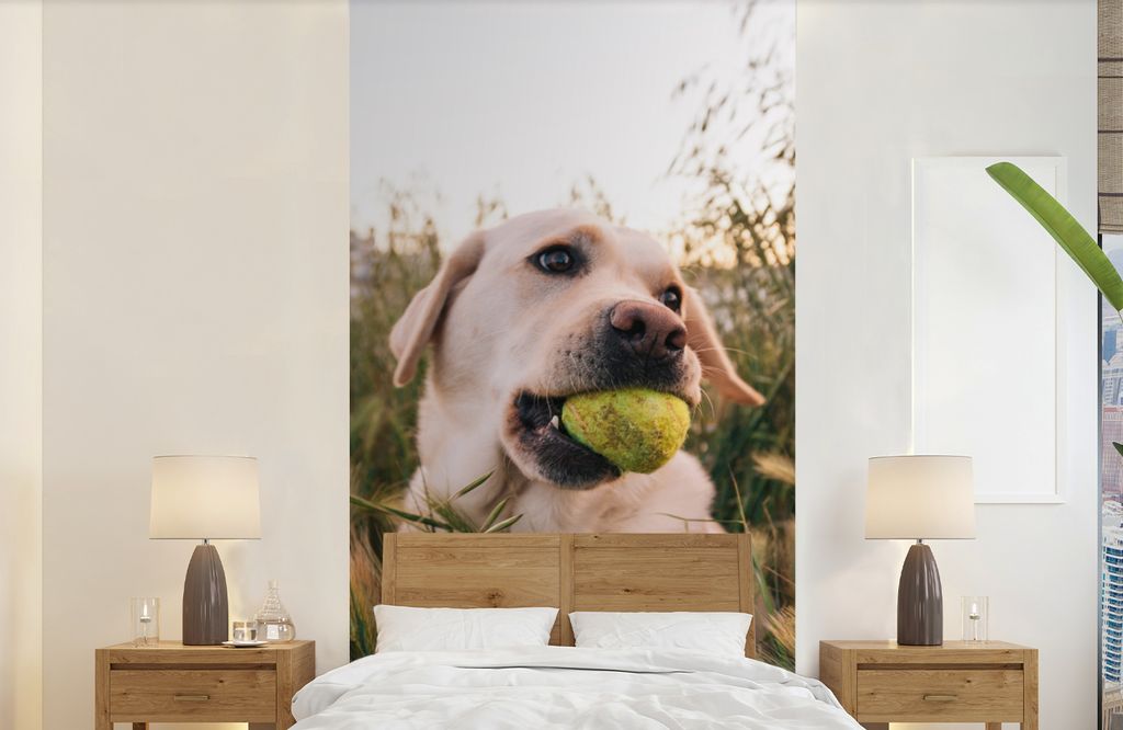MuchoWow Fototapete für Wohnzimmer oder Schlafzimmer Wandtapete Vinyl Motivtapete Labrador Retriever spielt mit einem Tennisball im Gras - 120x2...