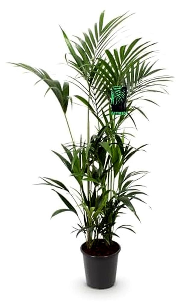 Zimmerpflanze - Howea Forsteriana - Kentia-Palme - Pflegeleicht - Grün - 1 Pflanze - Topf 27cm - Höhe 160-170cm