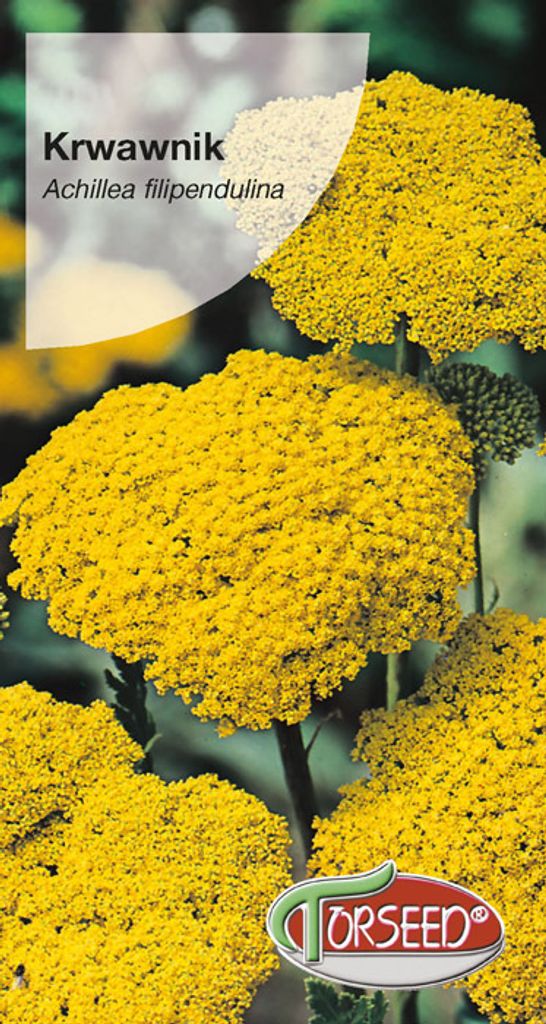 Gelbe Schafgarbe Samen 0.3g - Torseed