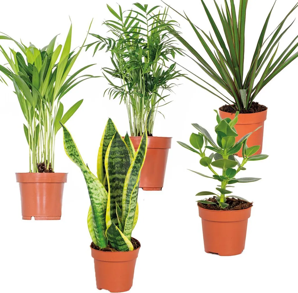 Bloomique Lot de 5 Plantes Vertes Intérieures d'Entretien Facile 20-40cm