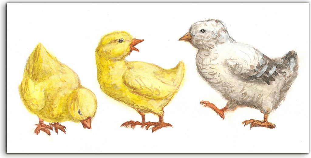 Coloray - Glasbild - 100x50 cm - Wandbild - Glasbilder - Kunst Vögel Hühner Aquarell Malerei