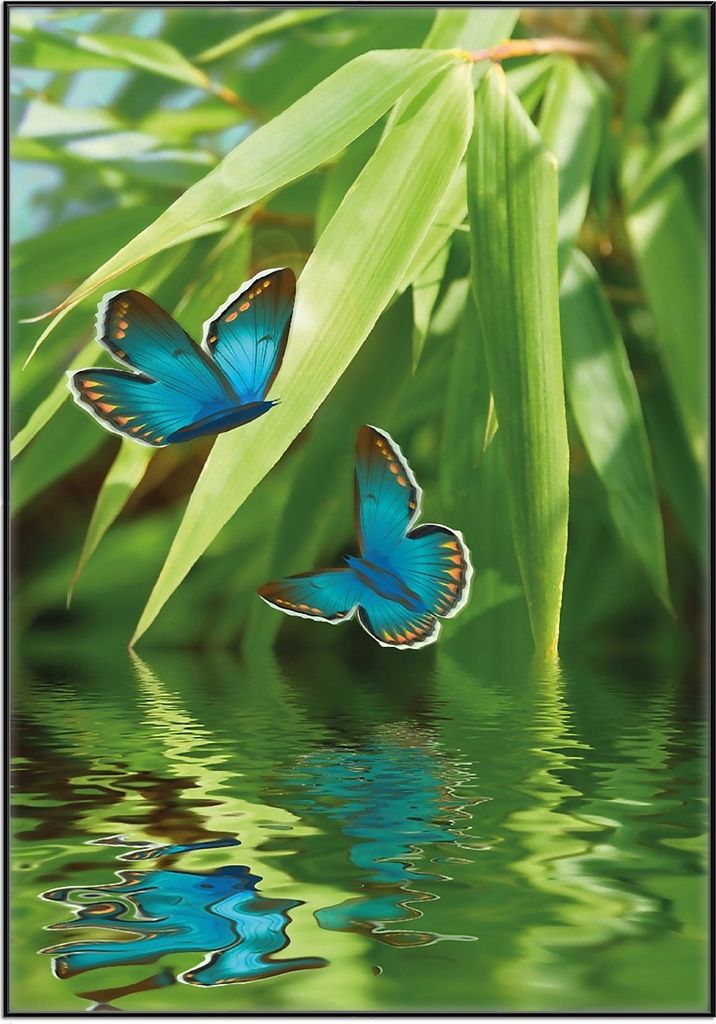 Wallario Wandbild Schmetterlinge in Reflektion, Größe: 70,30 x 100,30 cm, Poster mit schwarzem Aluminiumrahmen