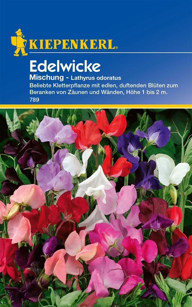 Edelwicke Mischung, beliebte Kletterpflanze mit edlen duftenden Blüten, Kiepenkerl