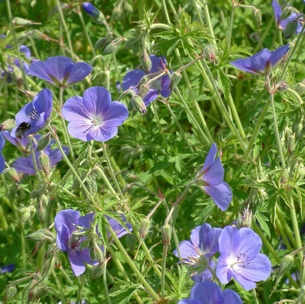 6 kusů rostlin Storchschnabel (Geranium) odrůdy 'Brookside' Obrázek produktu 