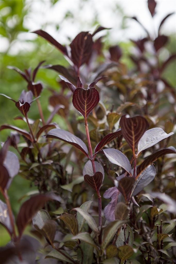 Weigelie 'Purpurea' Weigela florida 'Purpurea' C 80- 100