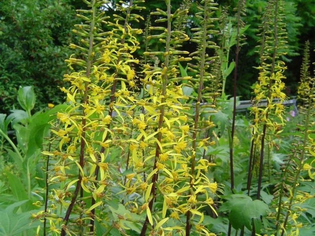 3 x Goldkolben, Przewalski-Kreuzkraut , Tb 11