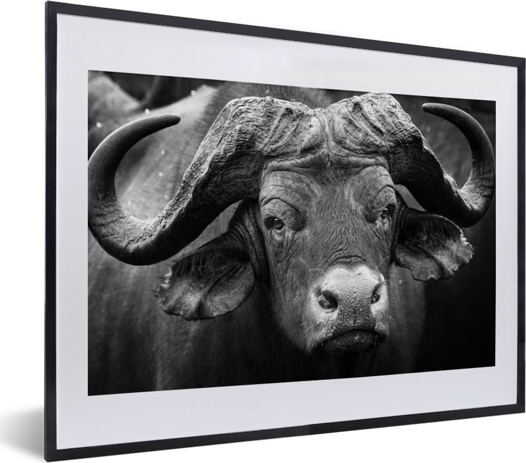 MuchoWow MuchoWow Gerahmtes Poster Tierprofil Kaffernbüffel in Schwarz und Weiß 40x30 cm - Poster mit zchwarzem Bilderrahmen - Bilderrahmen -...