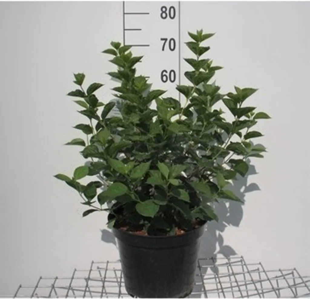 Seringat commun Philadelphus fleurs blanches parfumées hauteur 60-80cm