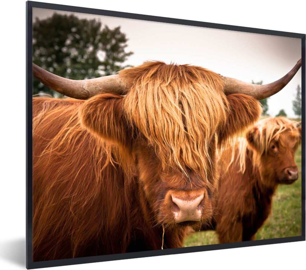 MuchoWow Gerahmtes Poster Schottische Highlander - Braun - Gras 80x60 cm - Poster mit Schwarzem Bilderrahmen Wandposter Rahmen Foto Bilder - Schw...