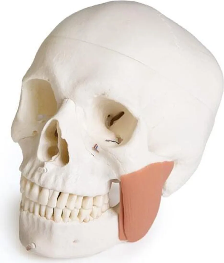 Modèle de Crâne Humain avec Syndrome CMD, Anatomie Dentaire, 8 Pièces