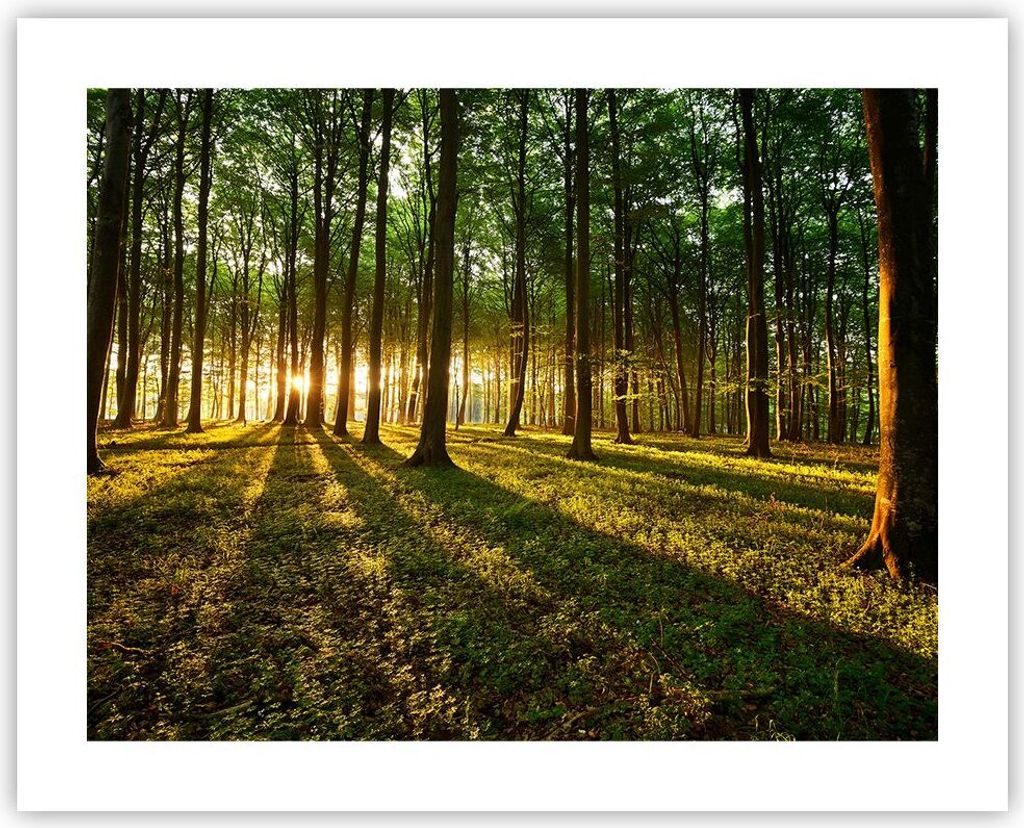 Poster - Poster ohne Rahmen - Wald grün Sonnenstrahlen Natur - 50x40 cm - Wand Bild - Wanddeko - Wandbilder - Kunstposter - Wandposter - Bilder - ...