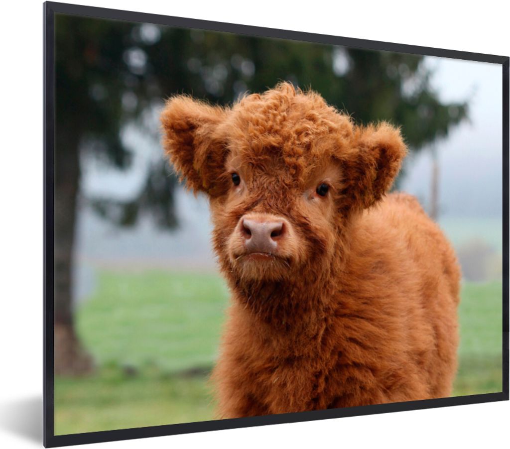 MuchoWow Gerahmtes Poster Scottish Highlander - Kalb - Gras 40x30 cm - Poster mit Schwarzem Bilderrahmen Wandposter Rahmen Foto Bilder - Kunstpos...