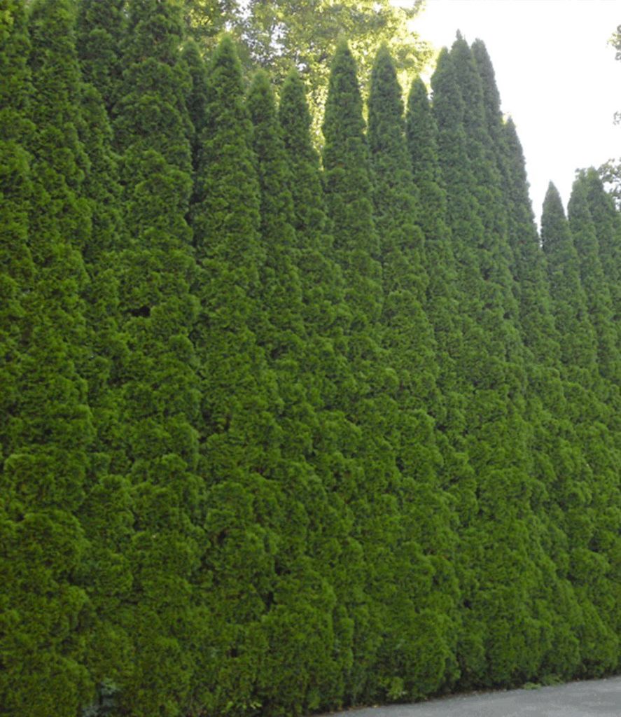 BALDUR Garten 1er Lebensbaum-Hecke 'Smaragd' 40-60cm hoch, Produktbild 