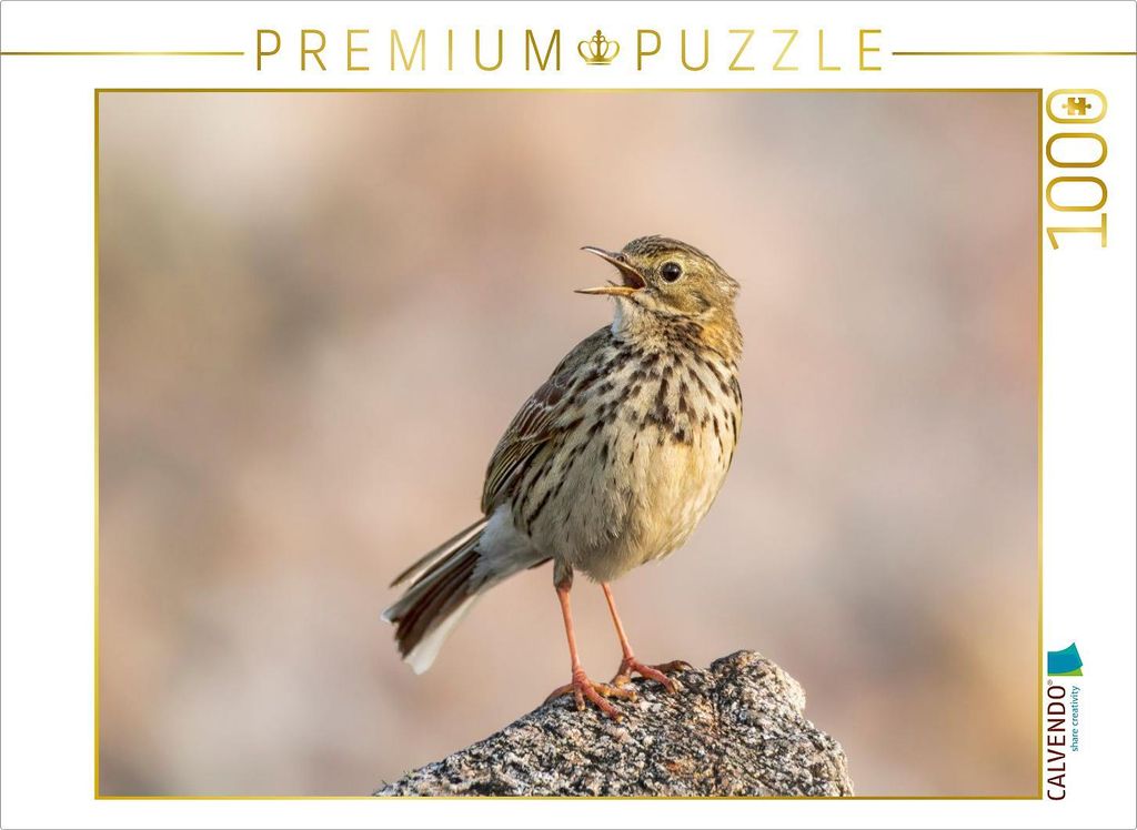 CALVENDO Puzzle Wiesenpieper | 1000 Teile Lege-Größe 64x48cm Foto-Puzzle für glückliche Stunden