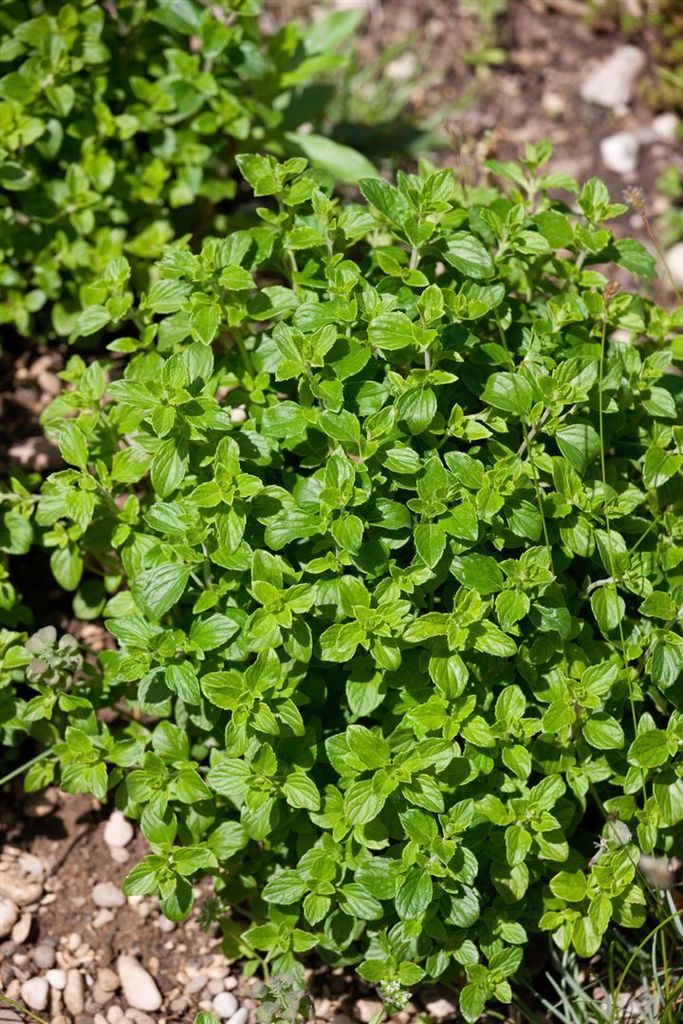 Calamintha nepeta 'Triumphator', Bergminze, ca. 9x9 cm Topf