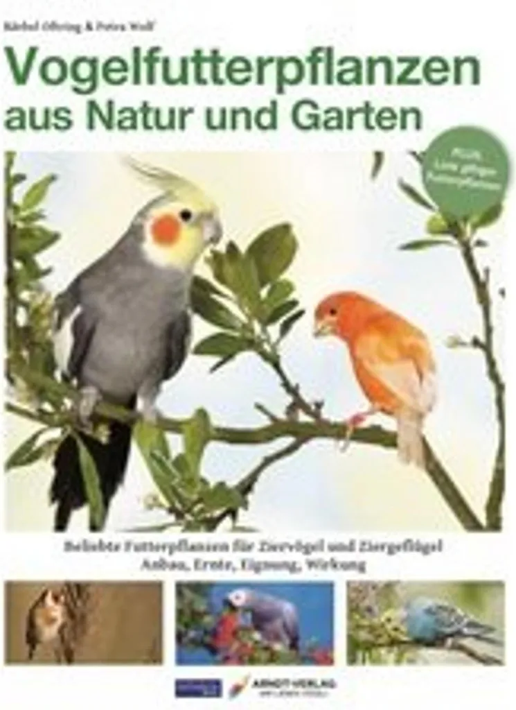 Comment Attirer les Oiseaux ? Guide des Plantes Nourricières de Jardin