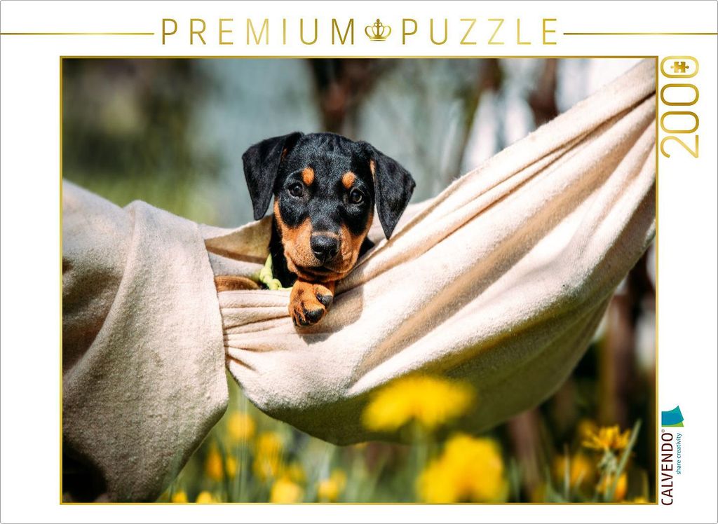 CALVENDO Puzzle Deutscher Pinscher Welpe | 2000 Teile Lege-Größe 90x67cm Foto-Puzzle für glückliche Stunden