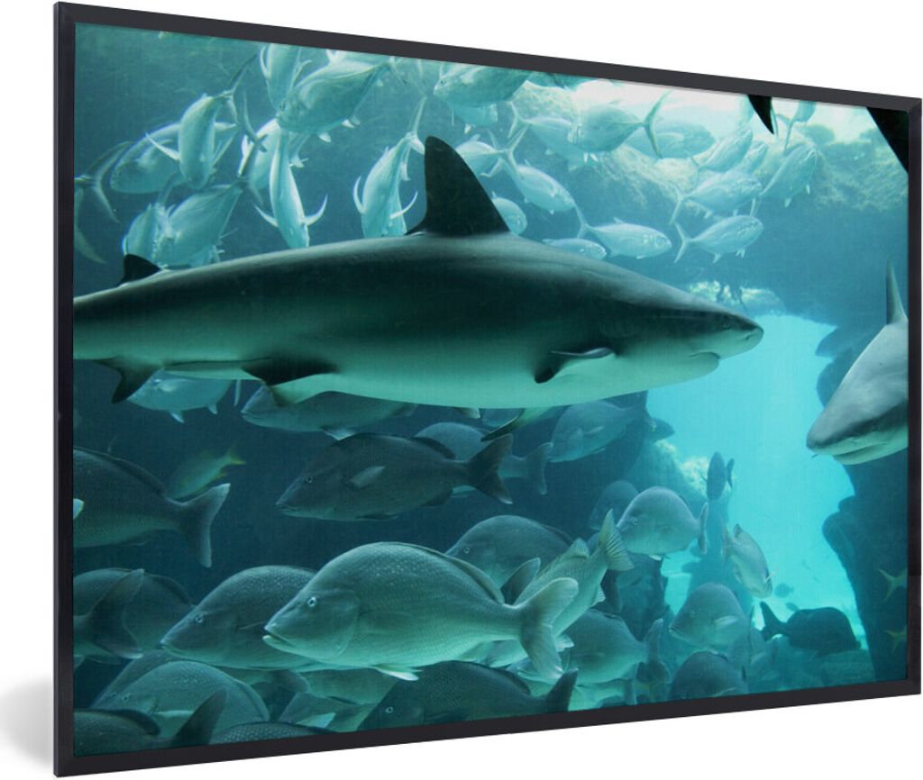 MuchoWow Gerahmtes Poster Großer Hai in einem Aquarium 90x60 cm - Poster mit Schwarzem Bilderrahmen Wandposter Rahmen Foto Bilder - Fotorahmen -...