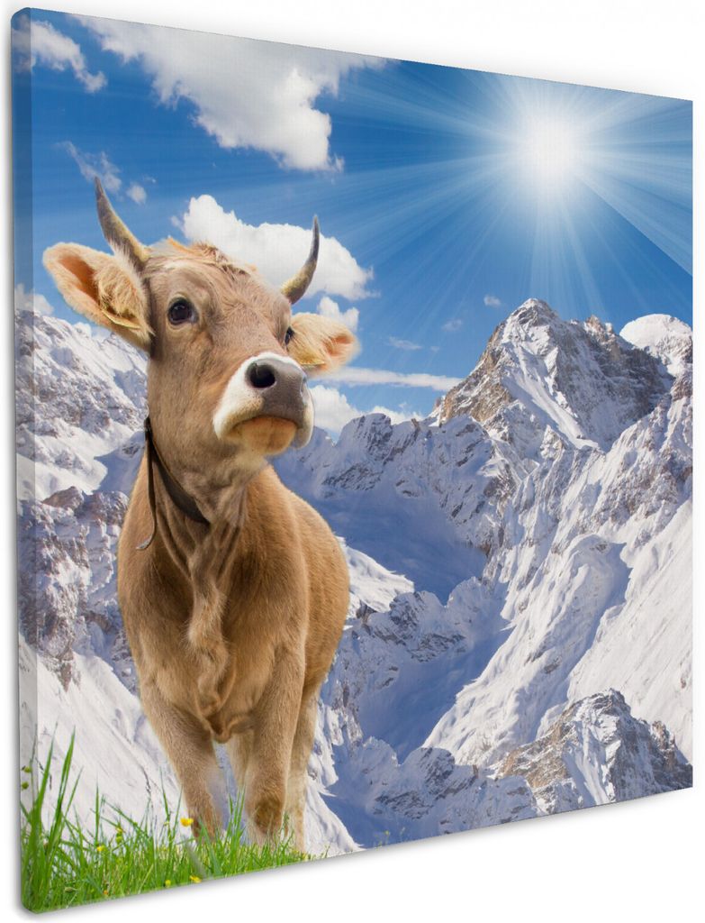 Wallario Premium Leinwandbild Kuh im Sonnenschein in den Alpen in Größe 50 x 50 cm