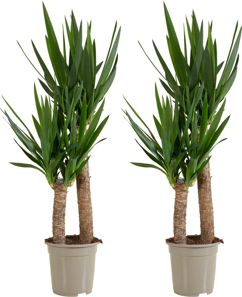 Lot de 2 Plantes d'intérieur : Yucca Elephantipes purifiant l'air 21cm