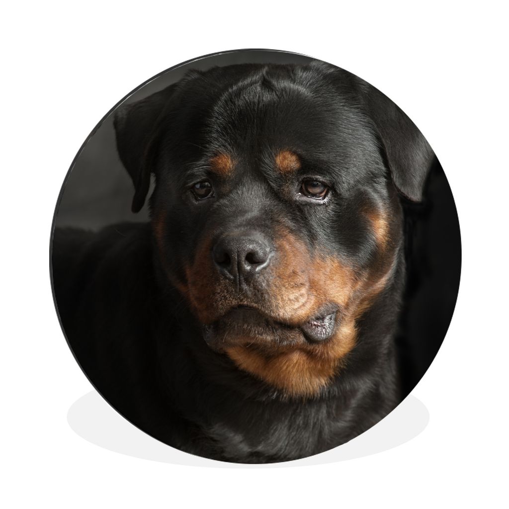 MuchoWow Aluminium Wandkreis Porträt eines Rottweilers im Atelier Ø 30 cm Wanddeko Modern Wohnzimmer - Wand Bild - Wohnzimmer - Runde Bilder - ...