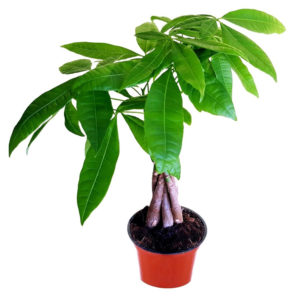 Glückskastanie, Pachira aquatica, 40-50cm, ø 12cm Topf, Zimmerpflanze für Wohnung und Büro
