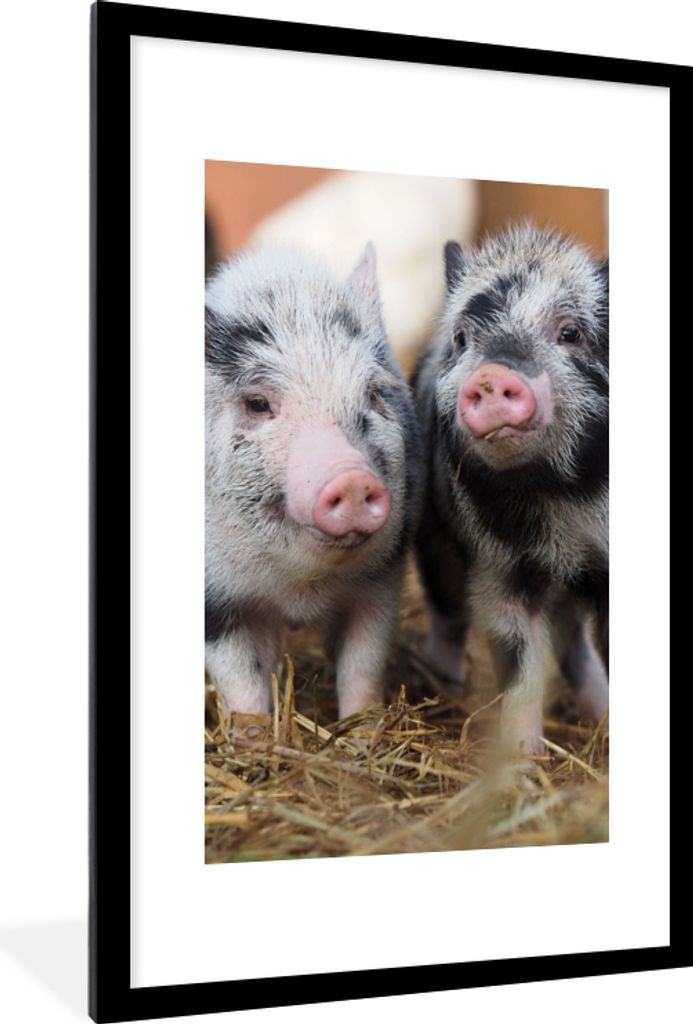 MuchoWow Gerahmtes Poster Schwein - Tiere - Ferkel 60x90 cm - Poster mit Schwarzem Bilderrahmen Wandposter Rahmen Foto Bilder - Dekoration - Wand...
