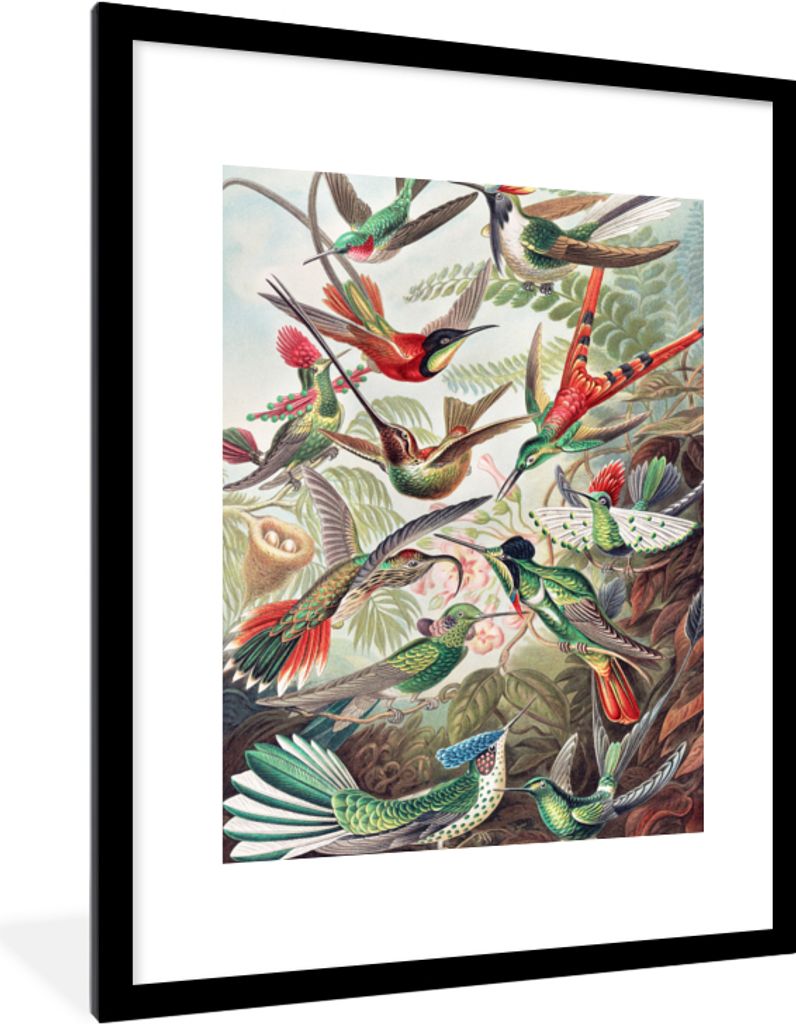 MuchoWow Gerahmtes Poster Kolibri - Vintage - Ernst Haeckel - Vogel - Kunst - Natur 60x80 cm - Poster mit Schwarzem Bilderrahmen Wandposter Rahme...