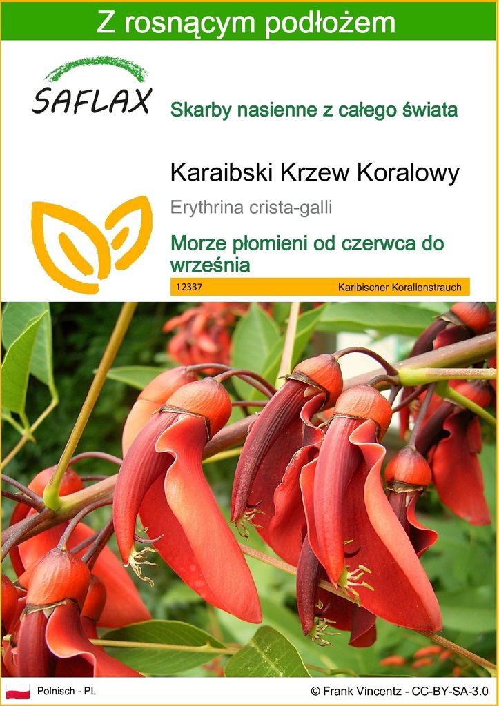 SAFLAX - Karaibski Krzew Koralowy - 6 Nasiona - Z podłożem Zdjęcie produktu 