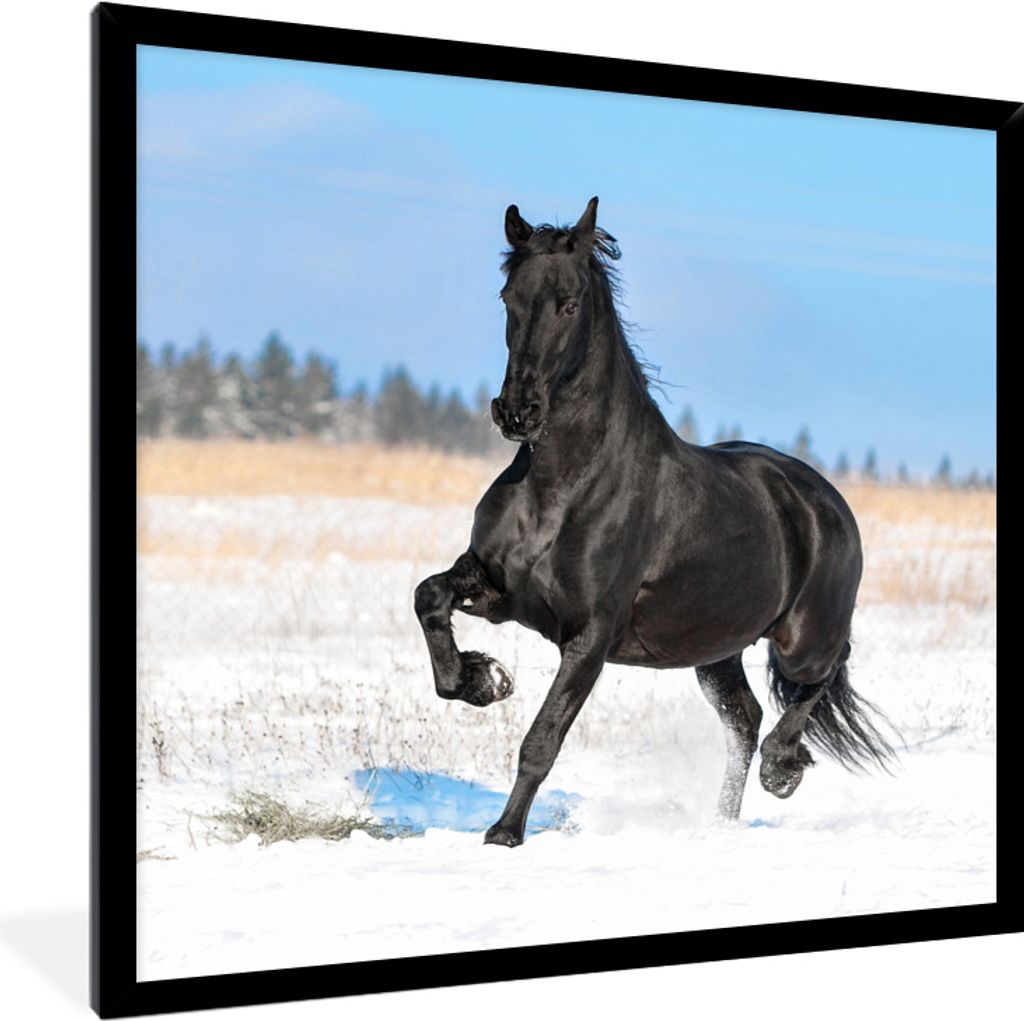 MuchoWow MuchoWow Gerahmtes Poster Friesland - Schnee - Friesisches Pferd 40x40 cm - Poster mit zchwarzem Bilderrahmen - Mit Rahmen - Wanddekor...