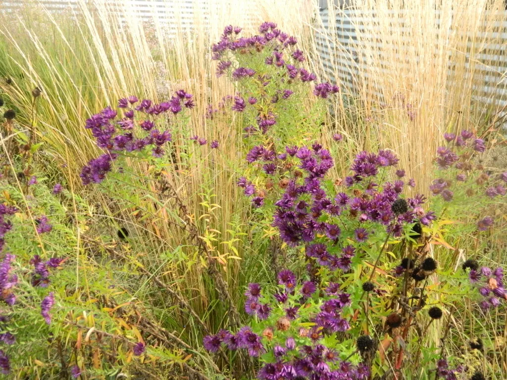 6 Asters Purple Dome violets - Plantes compactes et robustes pot 9 cm