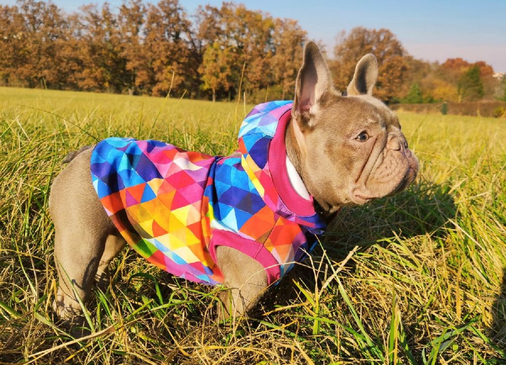 nted Dog Nepromokavá softshellová bunda pro psa - Rain Obrázek produktu 1