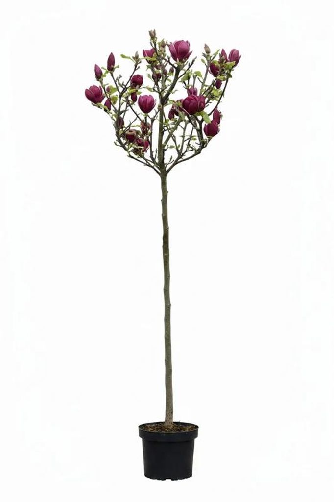 Magnolia soulangiana Genie – Rote Tulpen-Magnolie, Produktbild 