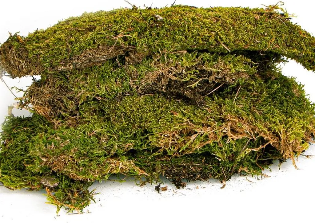 Tapis mousse naturelle 35x28cm Terrario Shadow Forest haute densité - 14