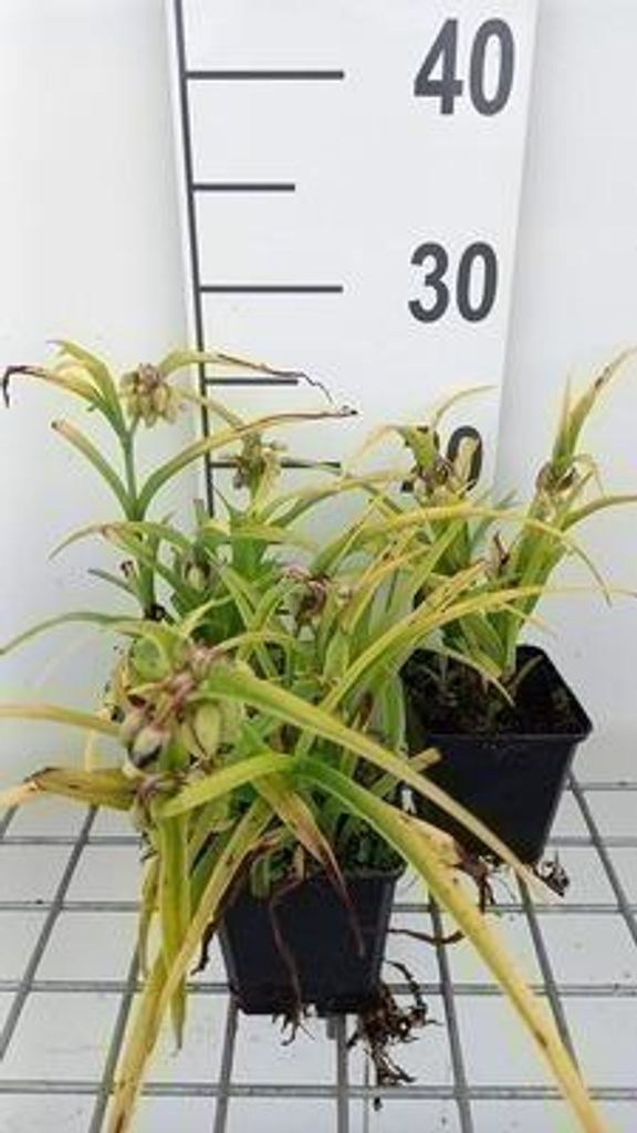6 x Tradescantia (a) 'Sweet Kate' ( 'blue and gold') - Tradescantia - Topf 9 x 9 cm