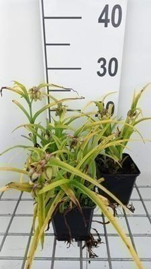 Plante vivace Tradescantia Sweet Kate bleu et or lot de 6 pots de 9cm