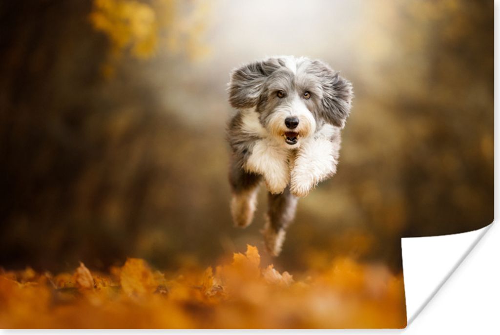 MuchoWow Poster Hund - Laub - Herbst 180x120 cm - Fotoplakat