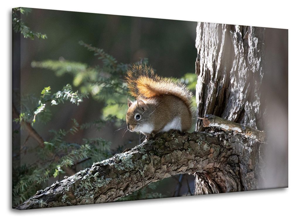Leinwanddruck Tiere Eichhörnchen 100x60 cm