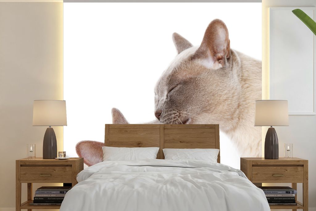 MuchoWow Fototapete für Wohnzimmer oder Schlafzimmer Wandtapete Vinyl Motivtapete Zwei süße burmesische Katzen kuscheln - 220x220 cm - Tapeten