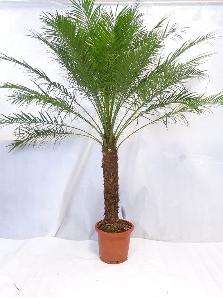 [Palmenlager] - XL Phoenix roebelenii Zwerg-Dattelpalme 160 Produktbild 