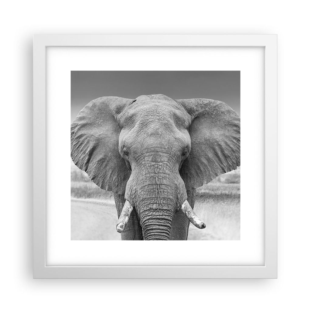 Gerahmtes Poster - Weißer Rahmen - Elefant Afrika Tier - 30x30 cm - Wand Bild - Wanddeko - Wandbilder - Kunstposter - Wandposter - Bilderrahmen - ...
