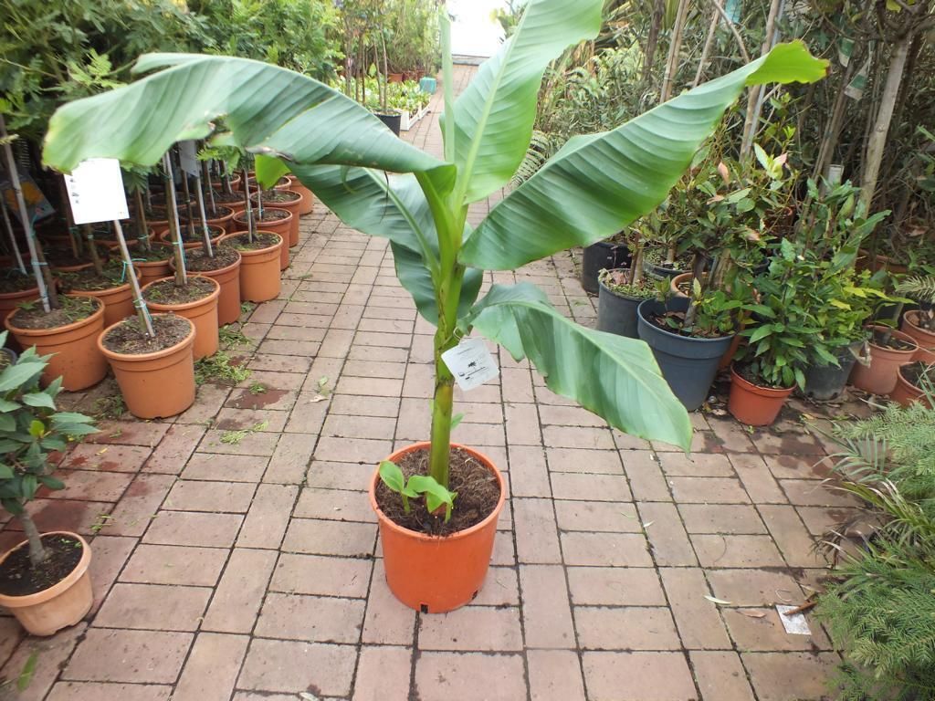 A potted banana plant is displayed on a paved walkway in a nursery or garden center.