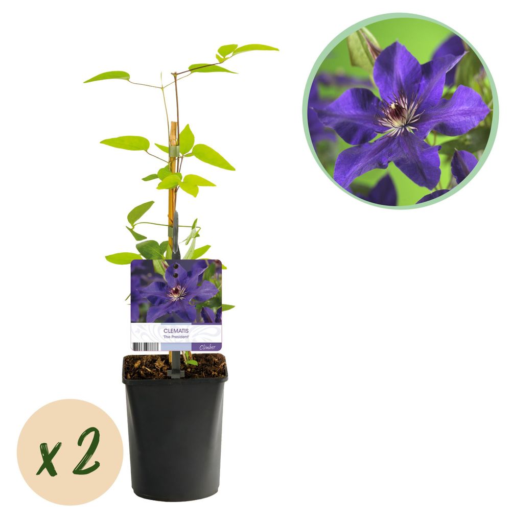 GreenboutiQ – Kletterpflanze Clematis 'The President' (Waldrebe) – 2 Pflanzen – Blüte Violett – Pflegeleicht – Topf Ø11 cm – Höhe ca...