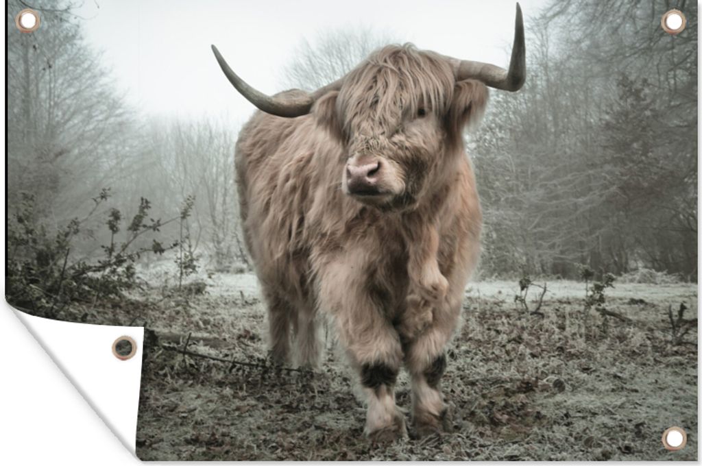 MuchoWow 120x80 cm Outdoor-Poster Gartendeko Sichtschutz Garten Poster für den Garten Schottischer Highlander - Wald - Nebel - Kuh - Tiere - Natur
