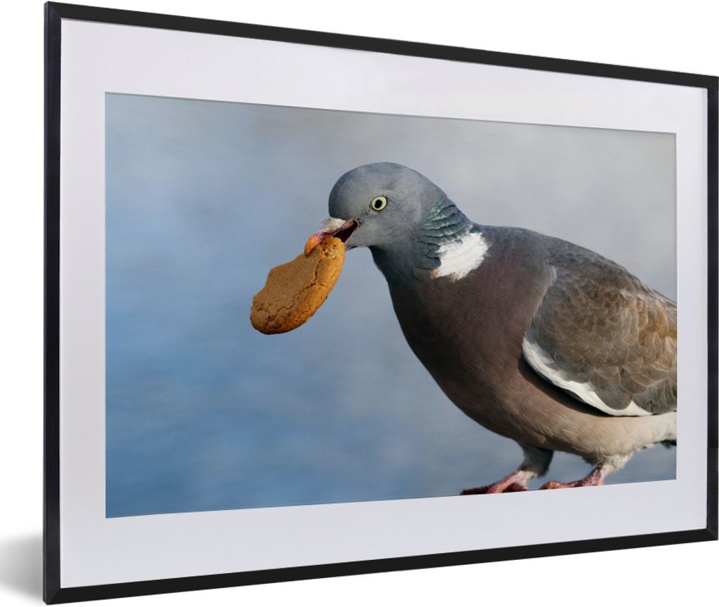 MuchoWow® Gerahmtes Poster Eine verschmitzte Taube mit Produktbild 