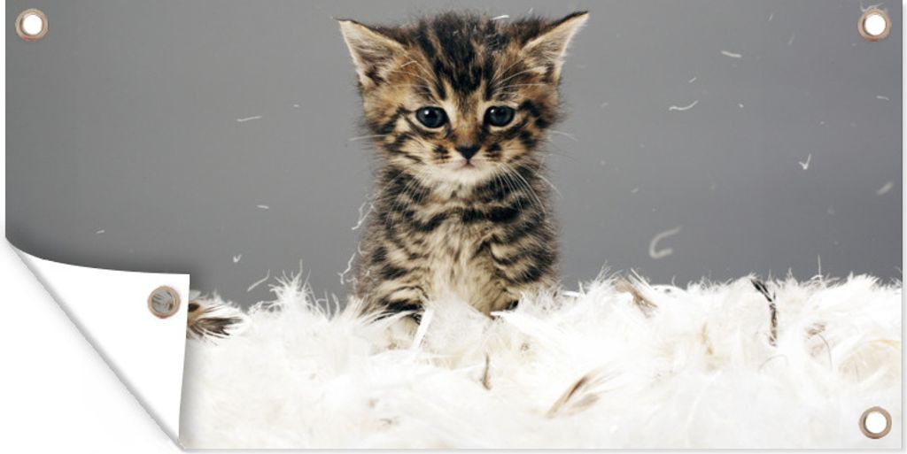 MuchoWow 80x40 cm Outdoor-Poster Gartendeko Sichtschutz Garten Poster für den Garten Katze - Kätzchen - Federn