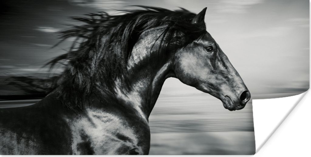 MuchoWow Poster Pferd - Tiere - Schwarz - Weiß 120x60 cm - Bild
