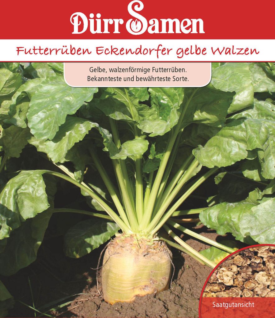 Futterrübe Eckendorfer gelbe Walzen | FutterRübensamen von Produktbild 