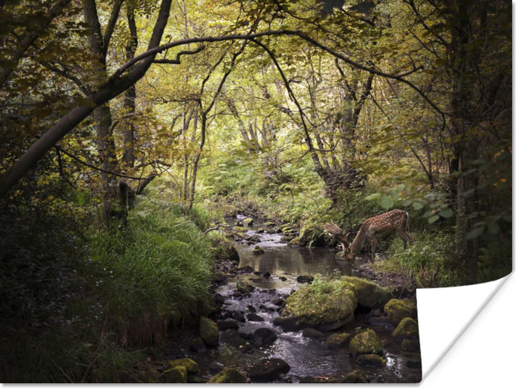 MuchoWow Poster Hirsch - Baum - Wald 160x120 cm - Foto Plakat