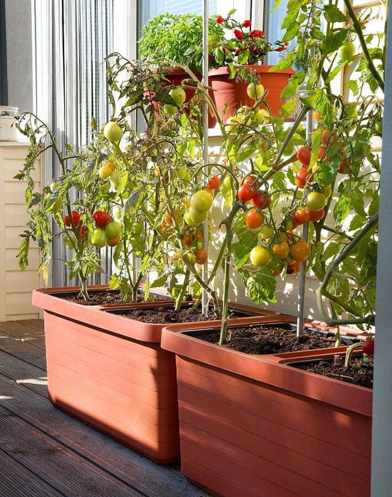 Pflanzbehälter, Terrakotta, Selbstbewässerung, 78x39cm, 2 x 18 L, BERBERIS